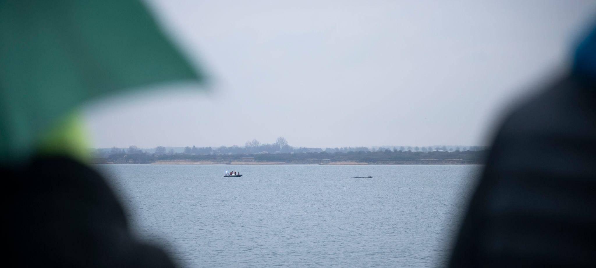 Buckelwal liegt weiterhin in Wismarer Bucht