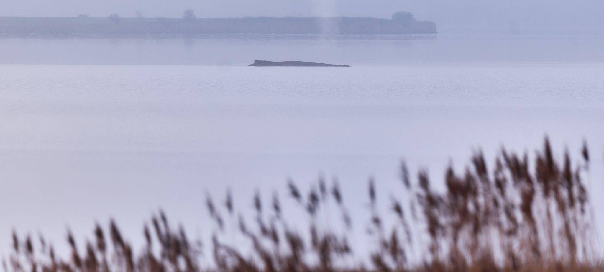 Buckelwal sitzt vor Insel Poel fest