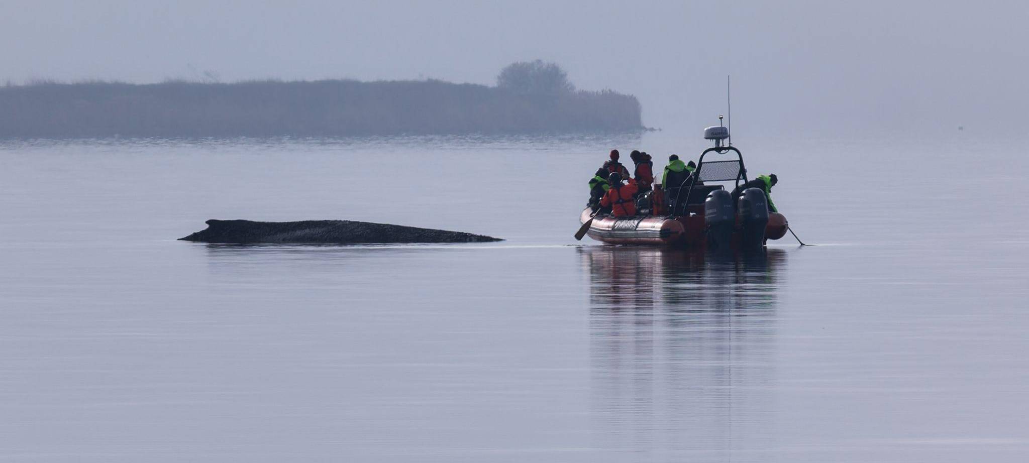 Buckelwal sitzt vor Insel Poel fest