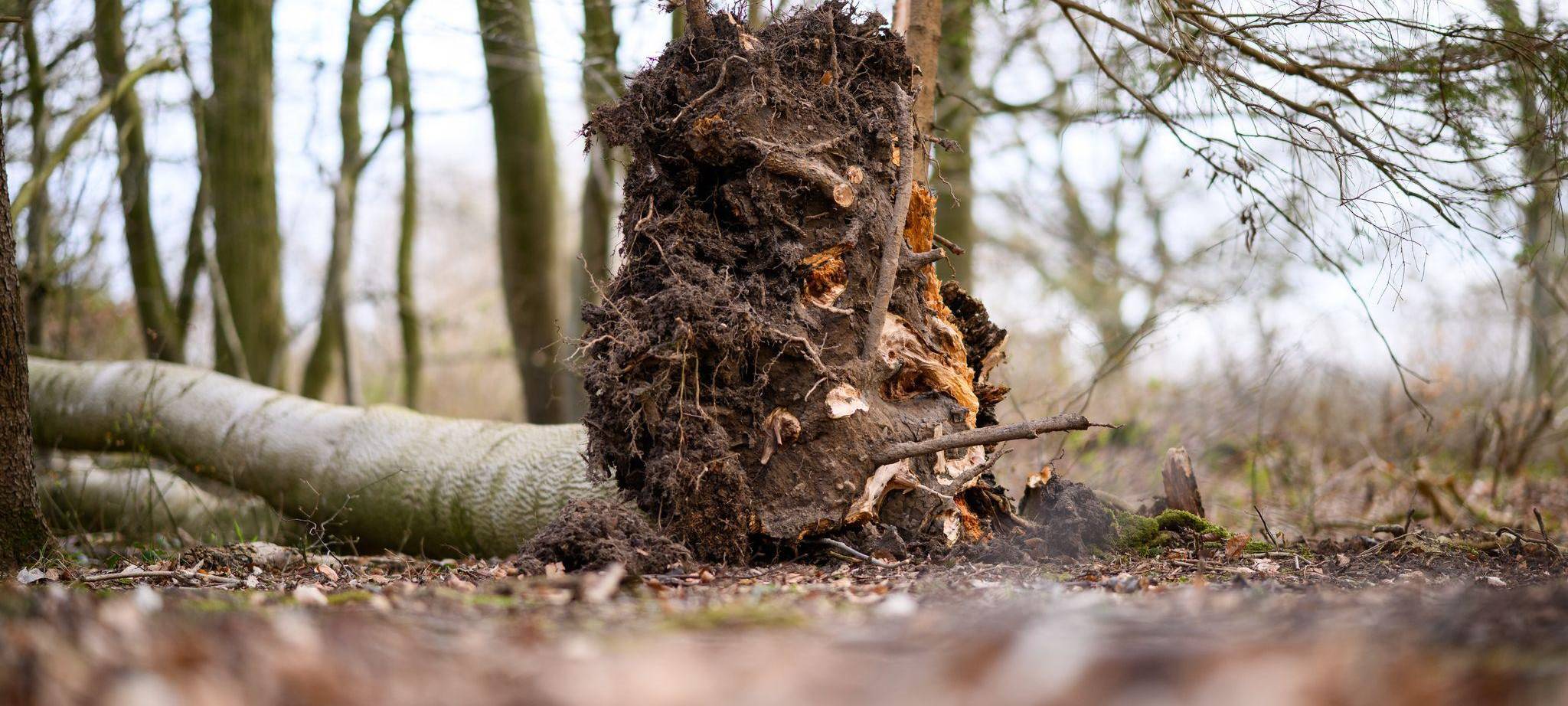 Baum umgestürzt - Drei Tote bei Flensburg