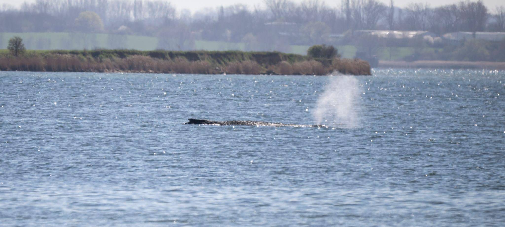 Gestrandeter Buckelwal in Wismarbucht