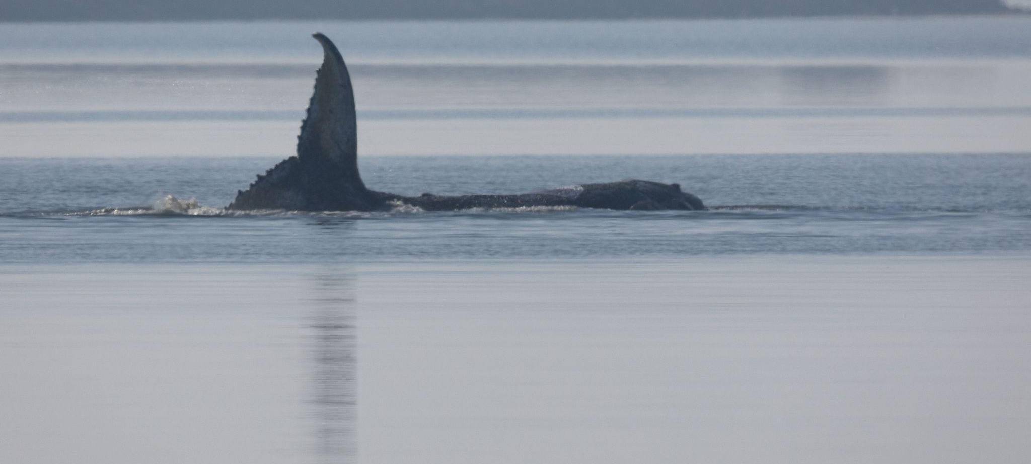 Rettungsaktion für den Buckelwal