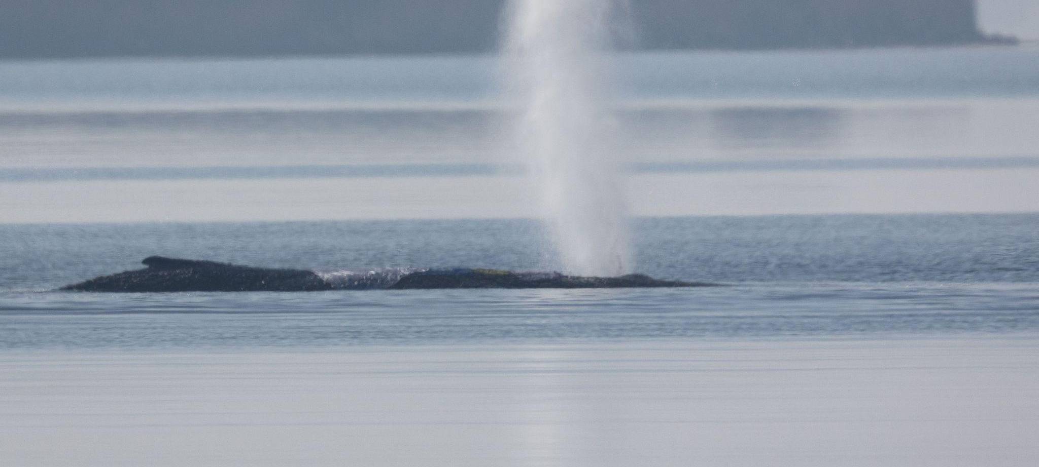 Rettungsaktion für den Buckelwal