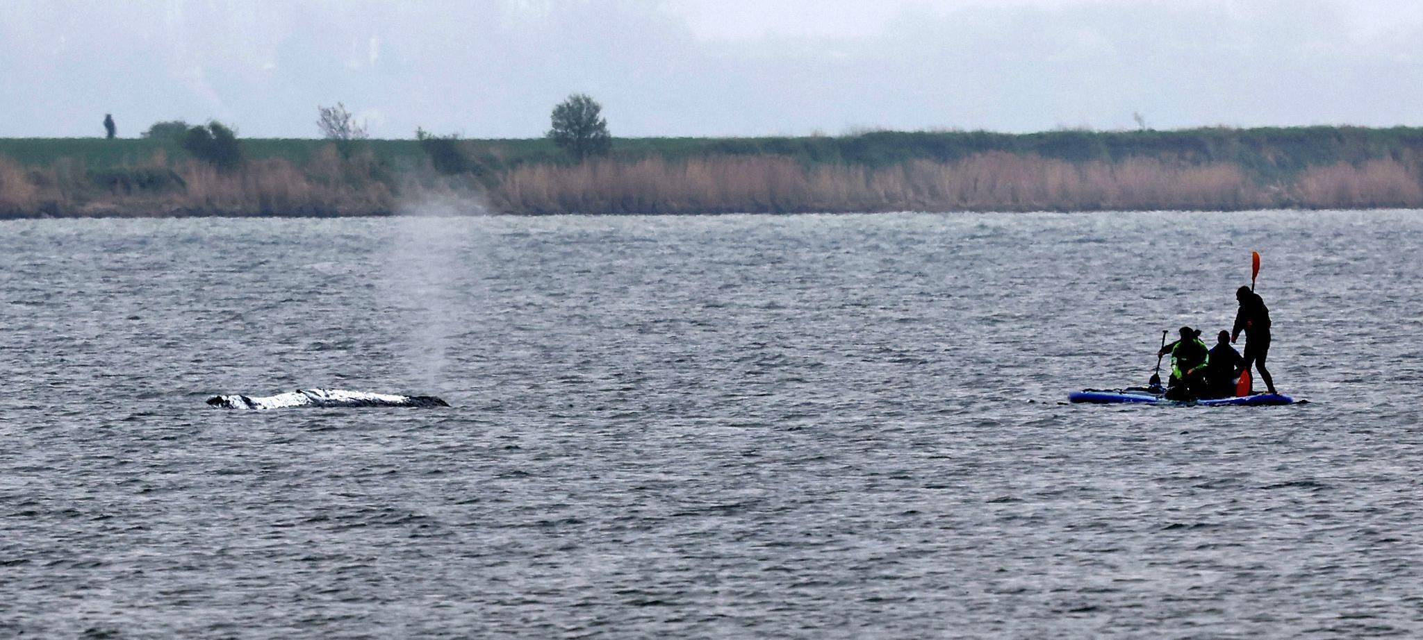 Rettungsaktion für den Buckelwal