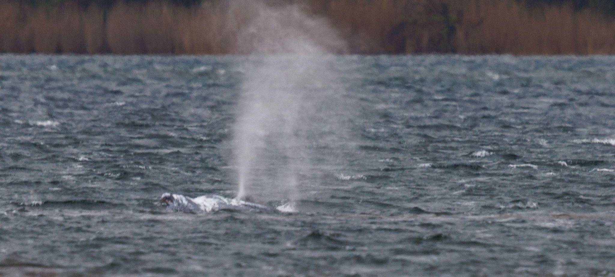 Gestrandeter Buckelwal schwimmt