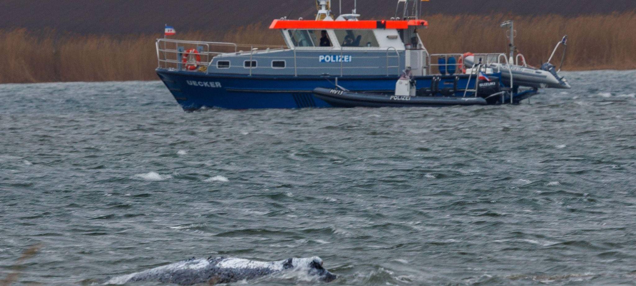 Gestrandeter Buckelwal ist geschwommen