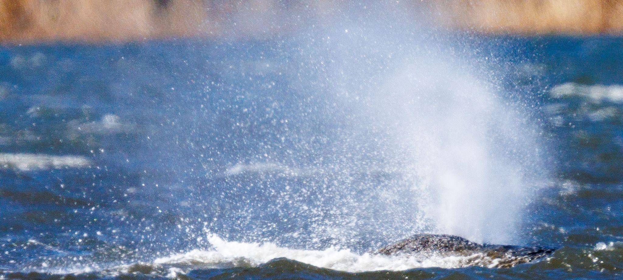 Rettungsaktion für den Buckelwal