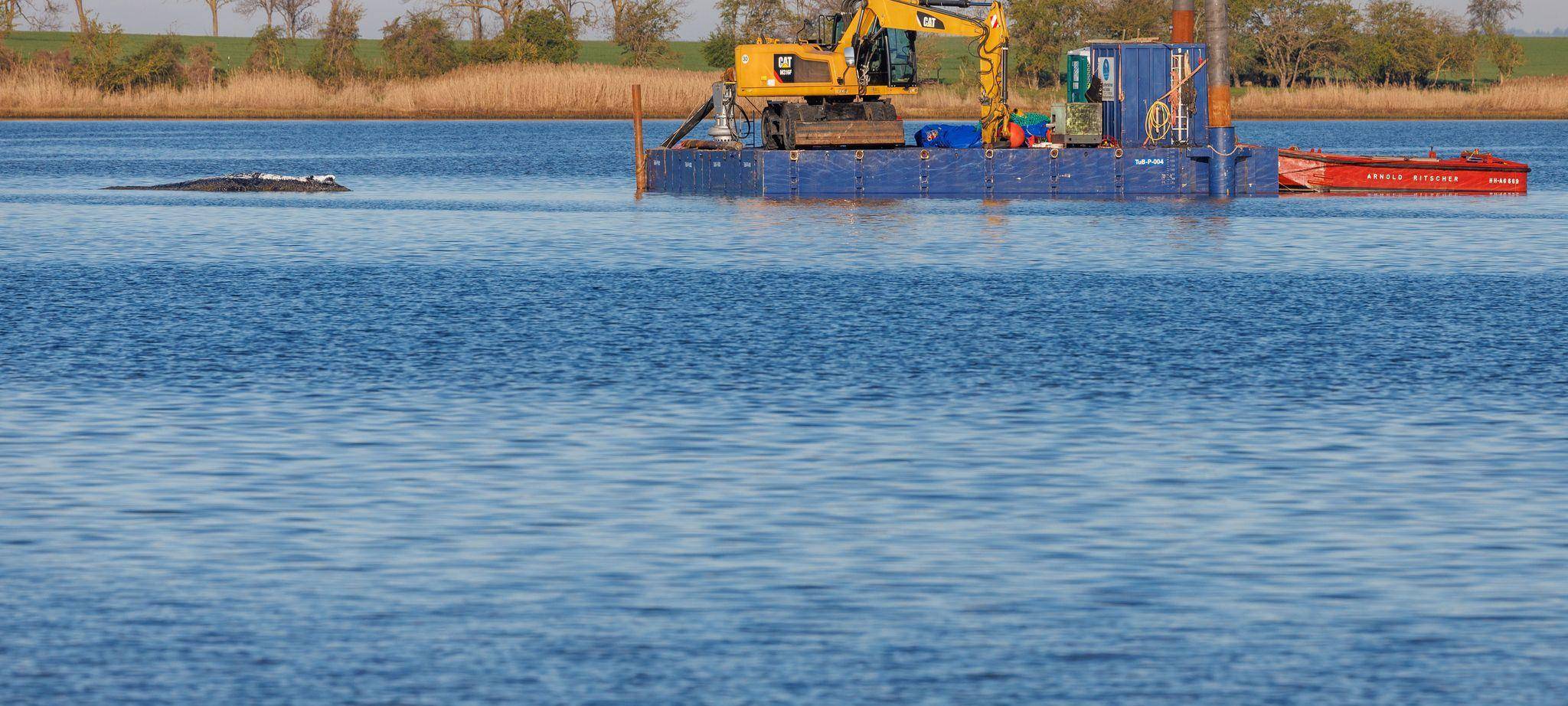 Weitere Entwicklung zum Buckelwal in der Ostsee