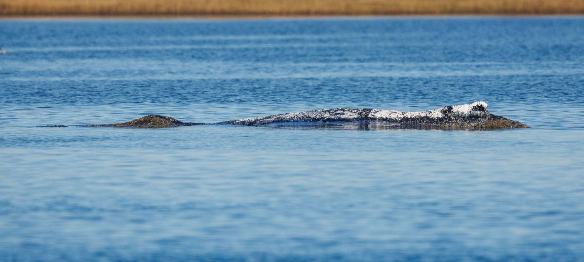 Weitere Entwicklung zum Buckelwal in der Ostsee