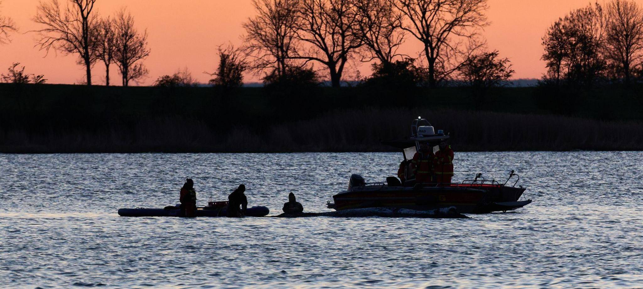 Weitere Entwicklung zum Buckelwal in der Ostsee