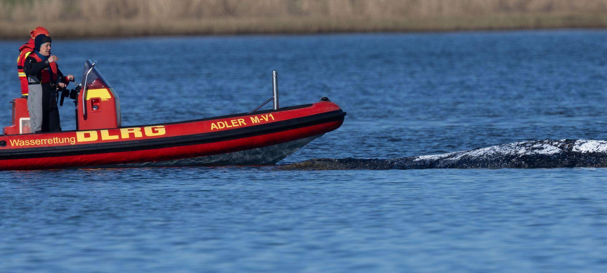 Weitere Entwicklung zum Buckelwal in der Ostsee