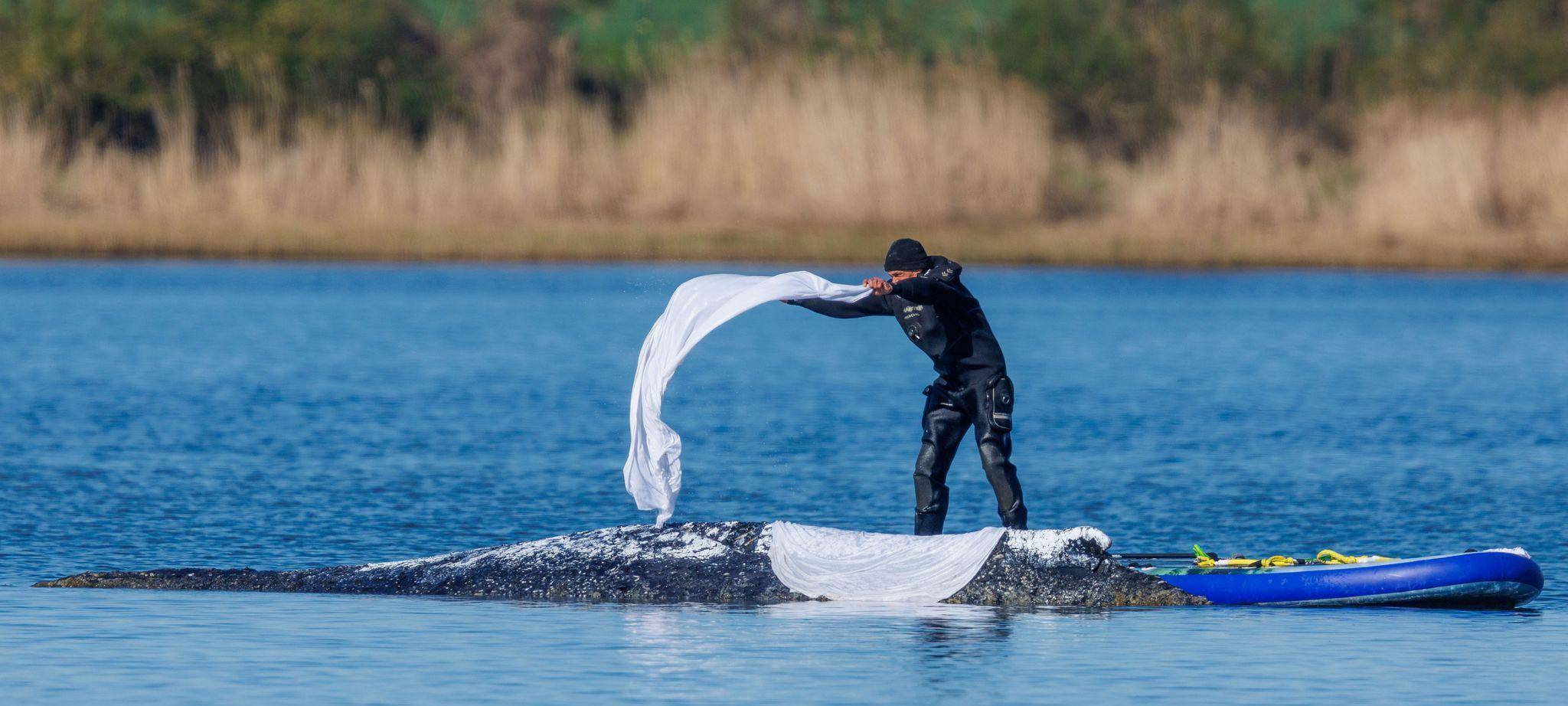 Weitere Entwicklung zum Buckelwal in der Ostsee