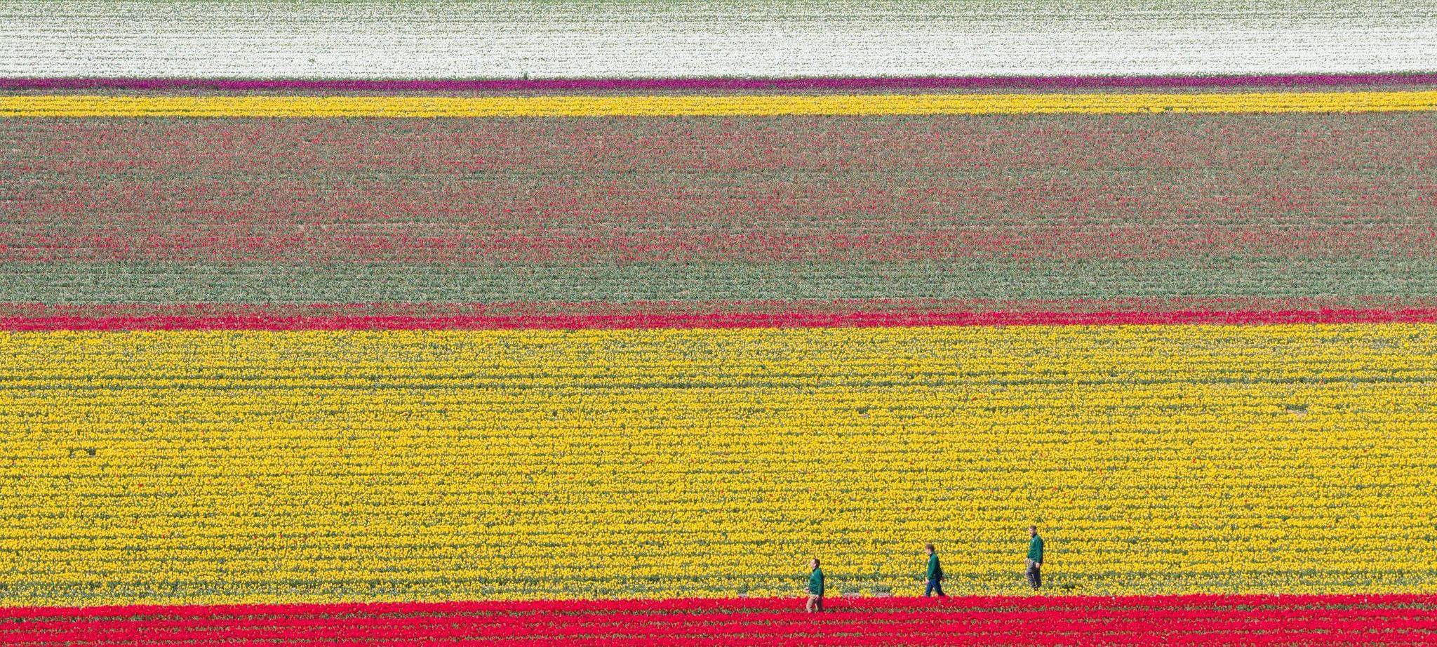 Millionen Tulpen wachsen im Landkreis Gifhorn