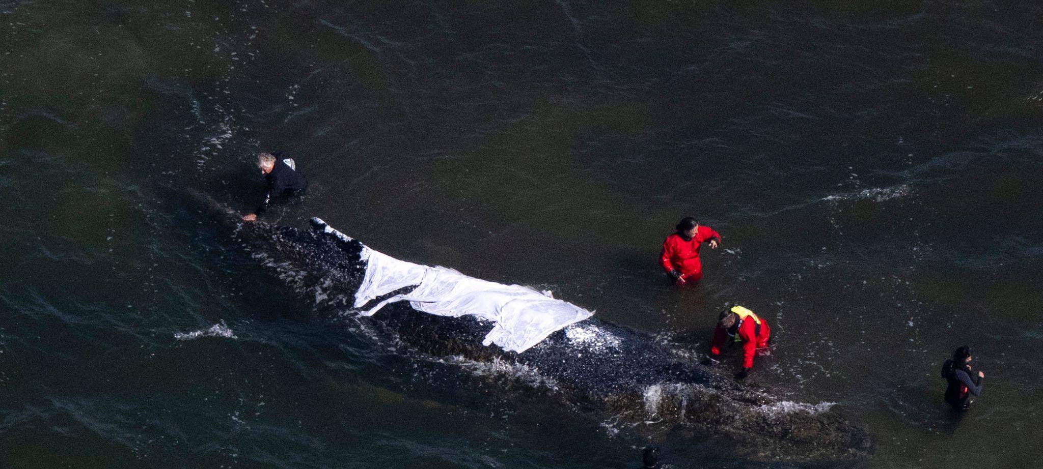 Weitere Entwicklung zum Buckelwal in der Ostsee