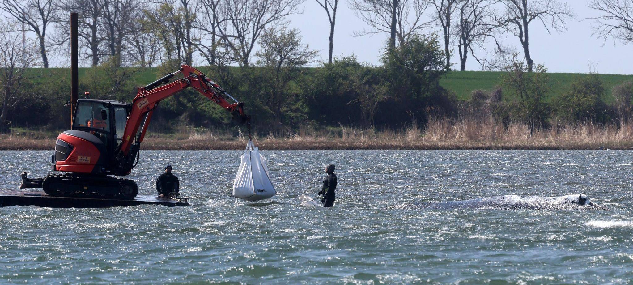 Ministerium duldet möglichen Transport des Buckelwals