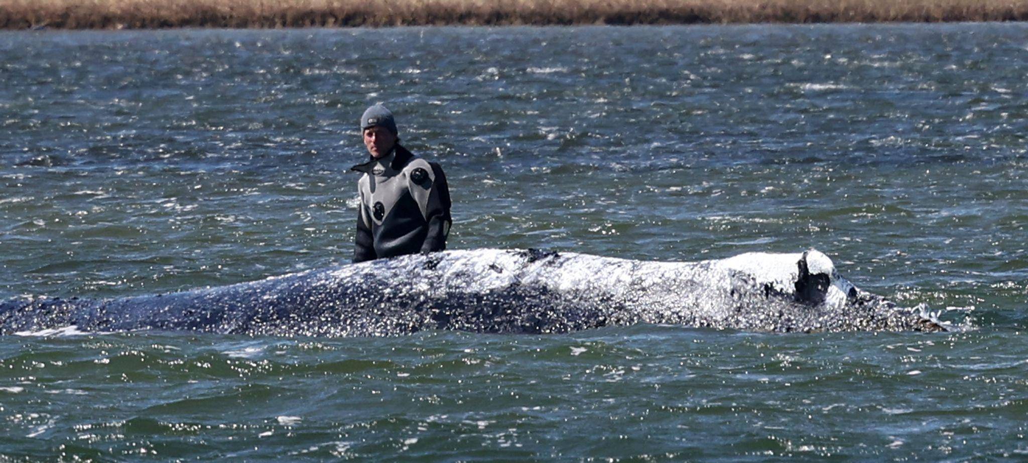 Ministerium duldet möglichen Transport des Buckelwals