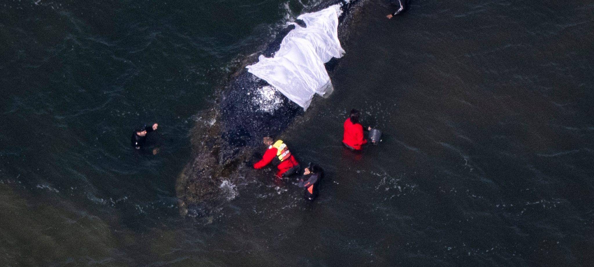 Vermeintlich ruhiger Wal im Trubel - Was fühlt das Tier wirklich?