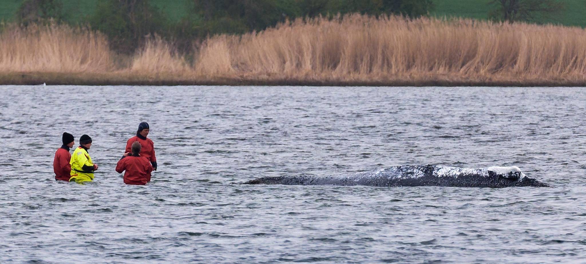 Vermeintlich ruhiger Wal im Trubel - Was fühlt das Tier wirklich?