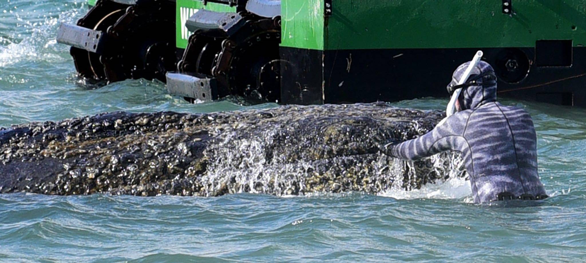 Vermeintlich ruhiger Wal im Trubel - Was fühlt das Tier wirklich?