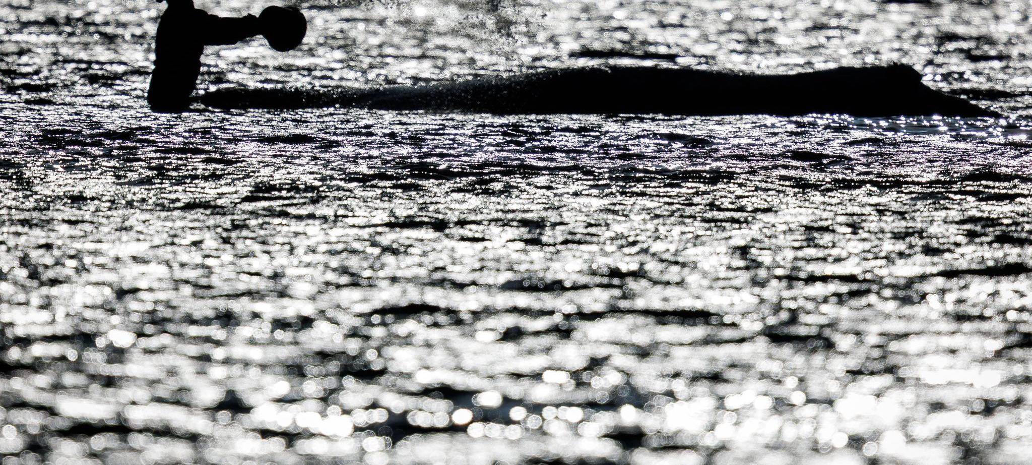 Vermeintlich ruhiger Wal im Trubel - Was fühlt das Tier wirklich?