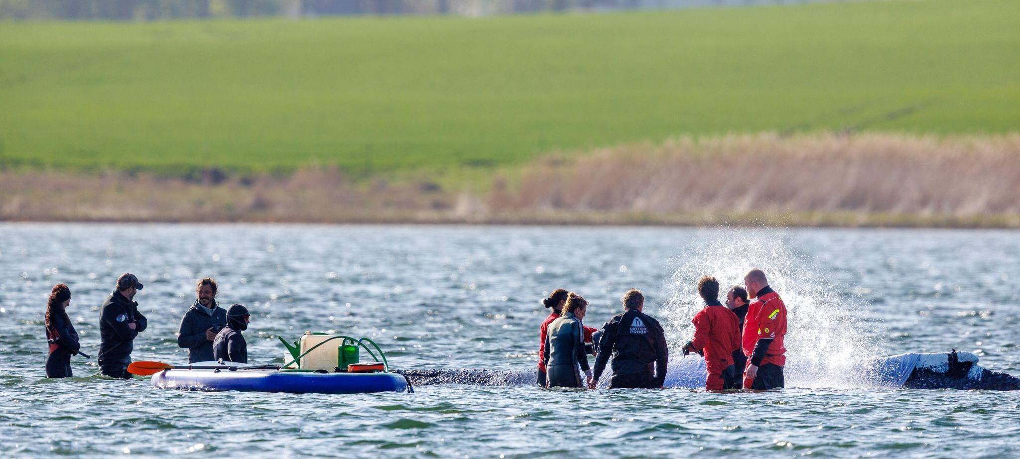 Vermeintlich ruhiger Wal im Trubel - Was fühlt das Tier wirklich?
