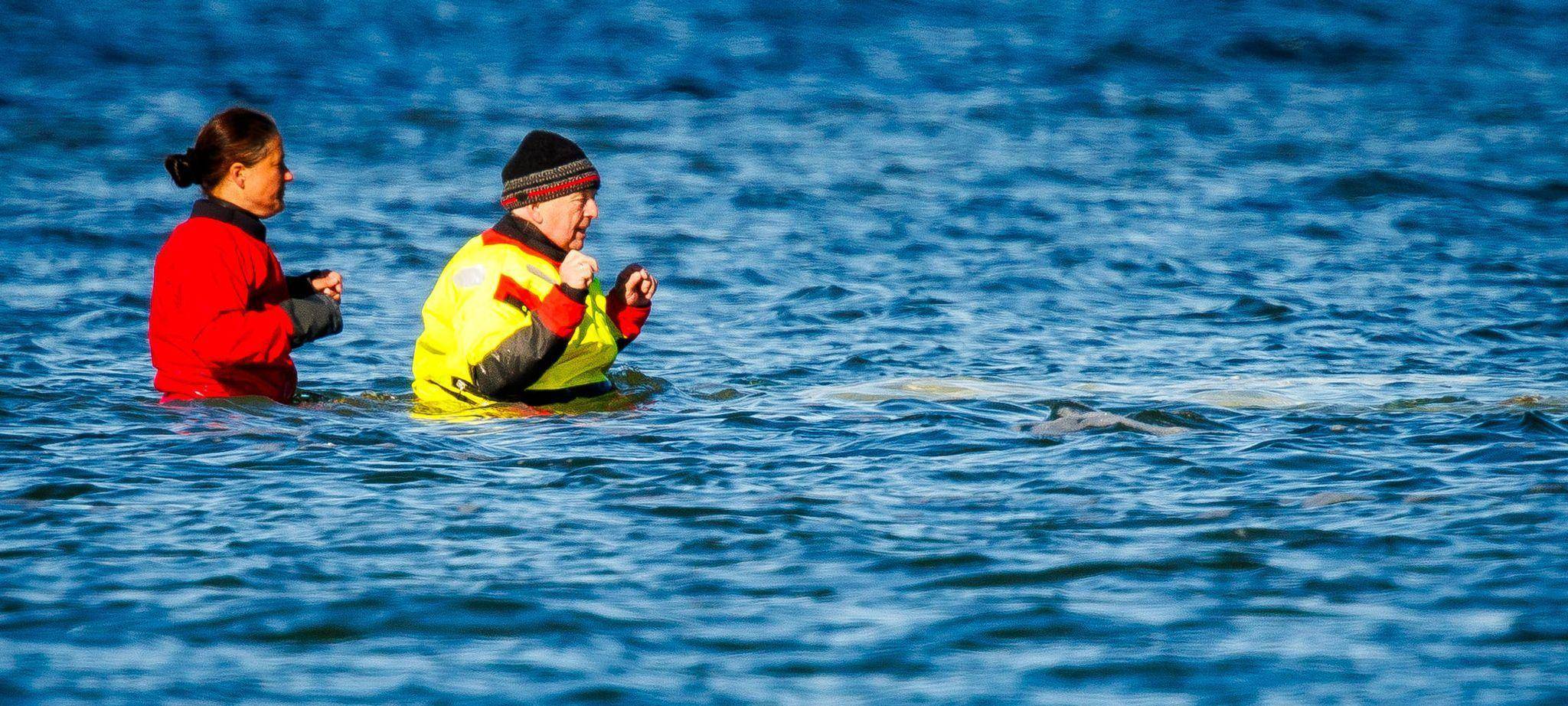 Weitere Entwicklung zum Buckelwal in der Ostsee
