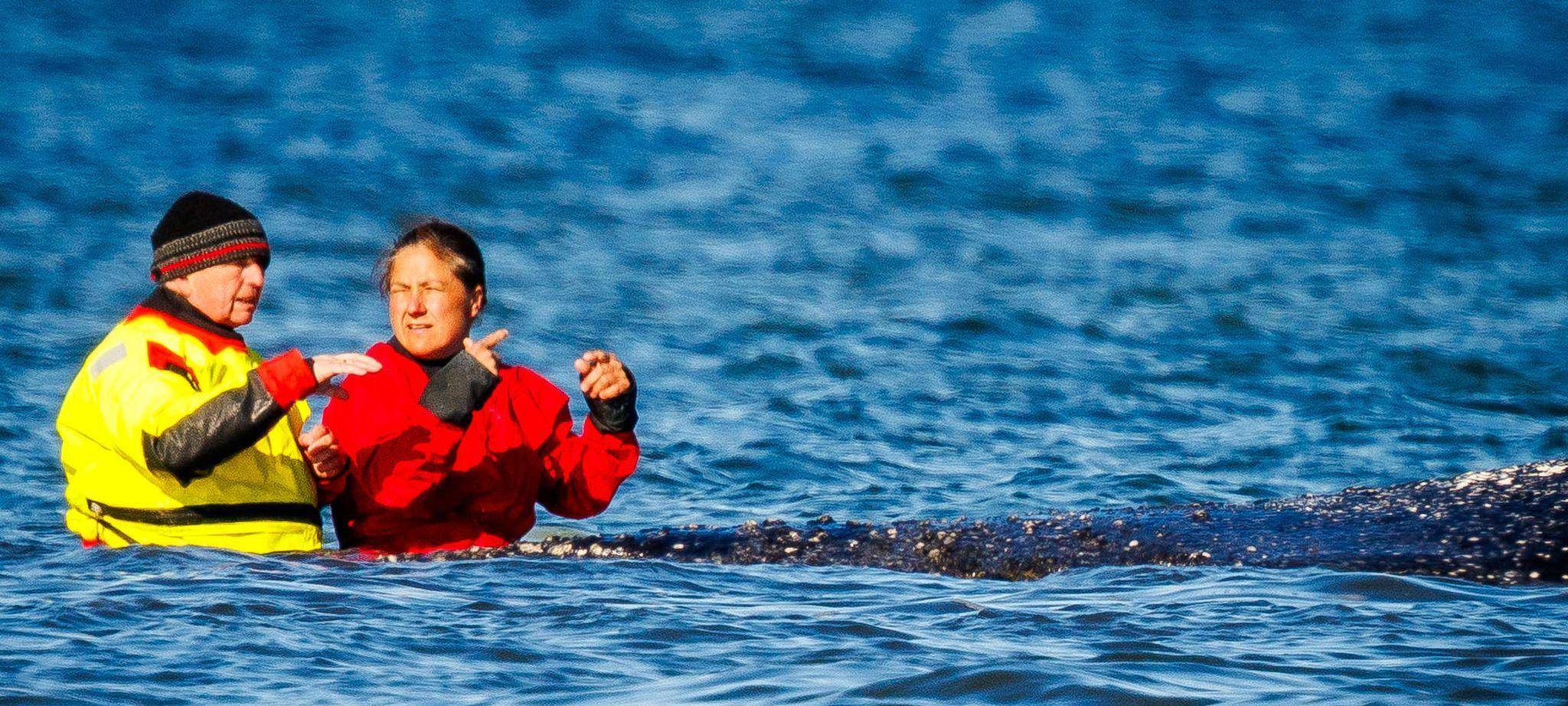 Weitere Entwicklung zum Buckelwal in der Ostsee