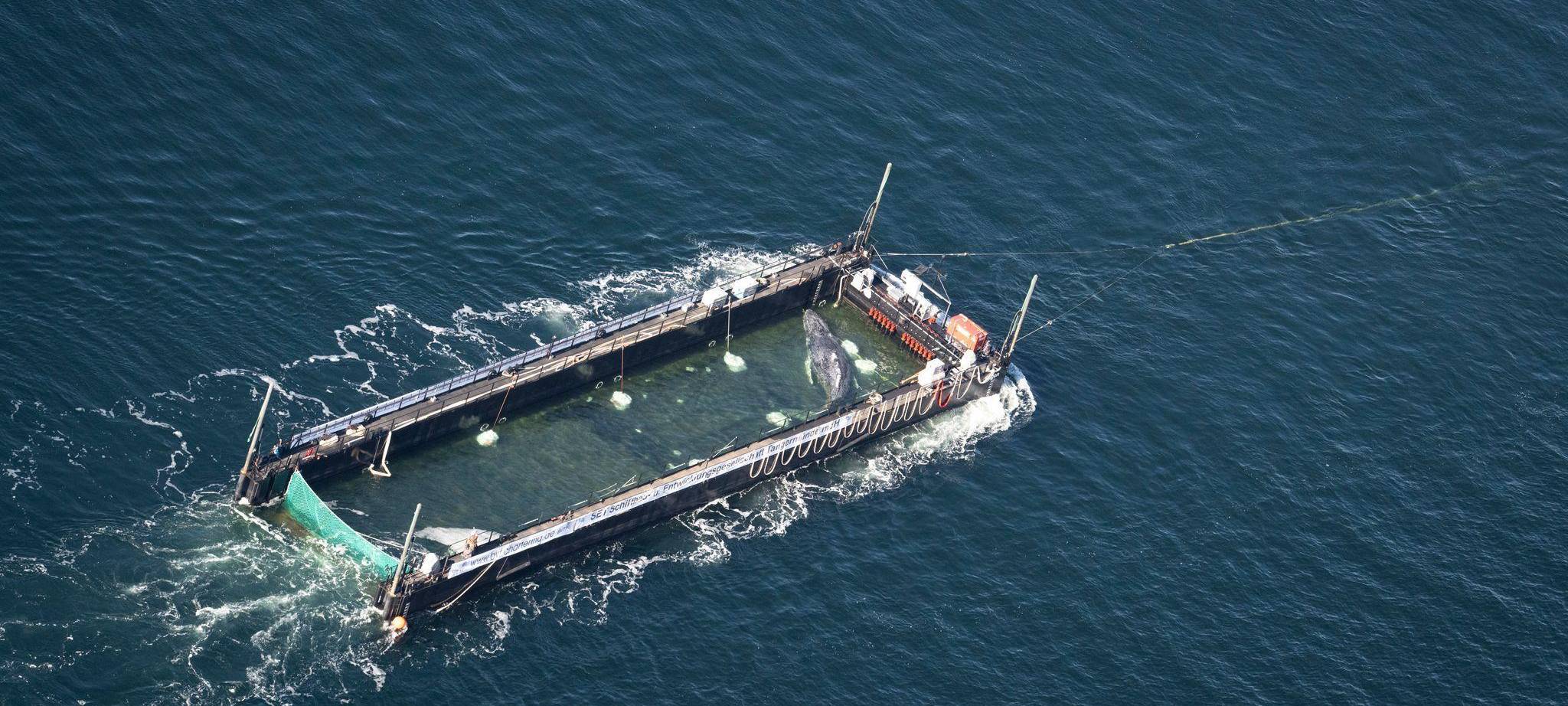Weitere Entwicklung zum Buckelwal in der Ostsee