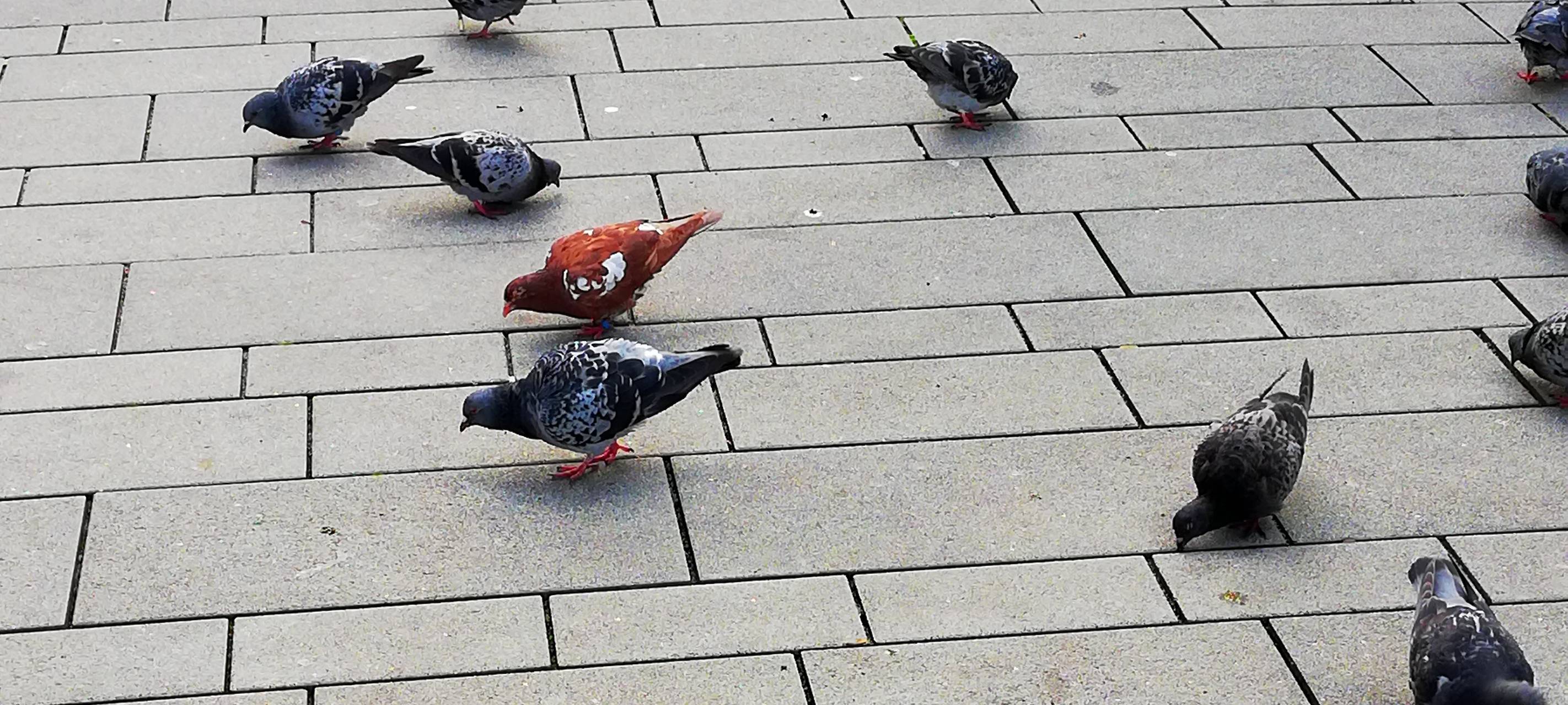 Tierschützer dürfen Tauben in Soest anfüttern