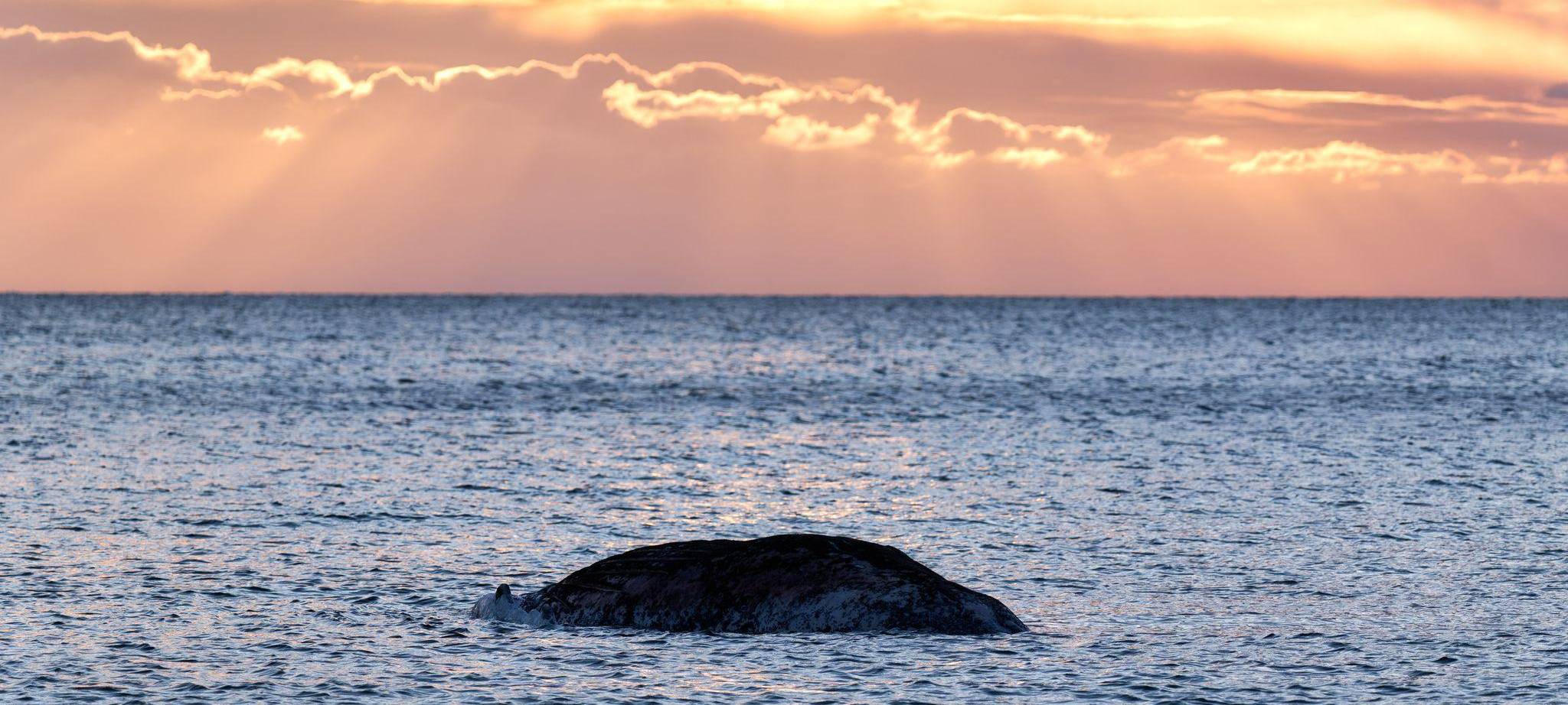 Toter Wal vor dänischer Insel Anholt entdeckt