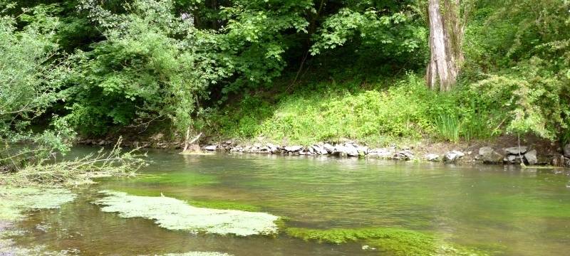 Fischotter kehrt an die Lippe zurück