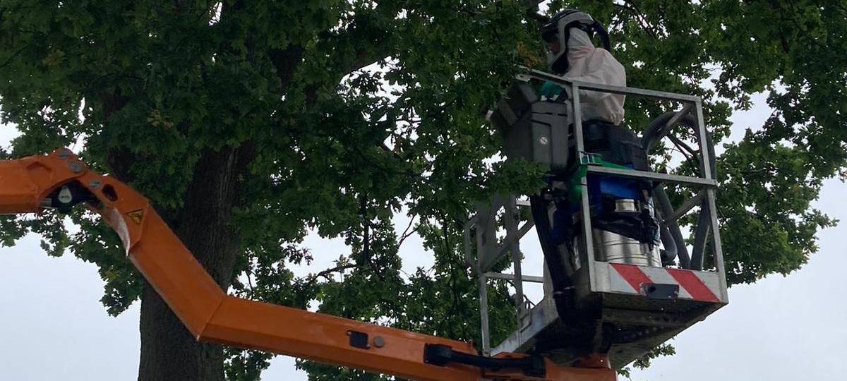 Lippstadt: Neues Mittel gegen Eichenprozessionsspinner