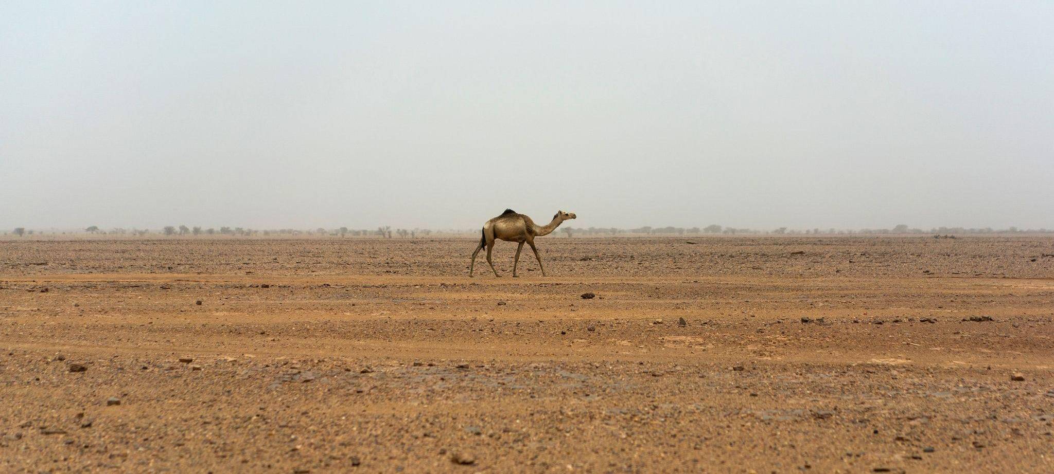 Sahara im Niger