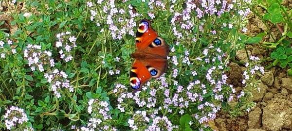 Insektenfreundlicher Hausgarten