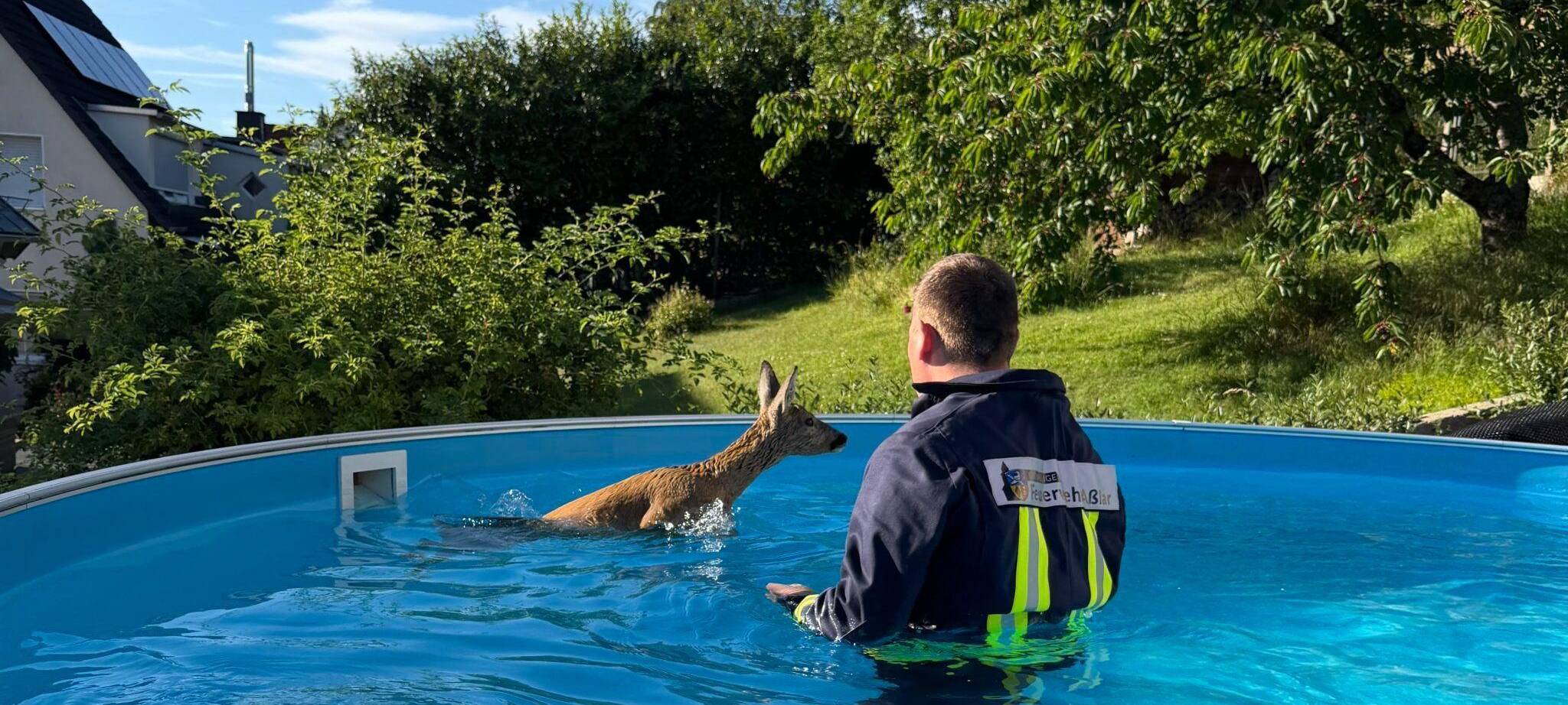 Ein Feuerwehrmann rettet ein Rehkitz aus einem Pool