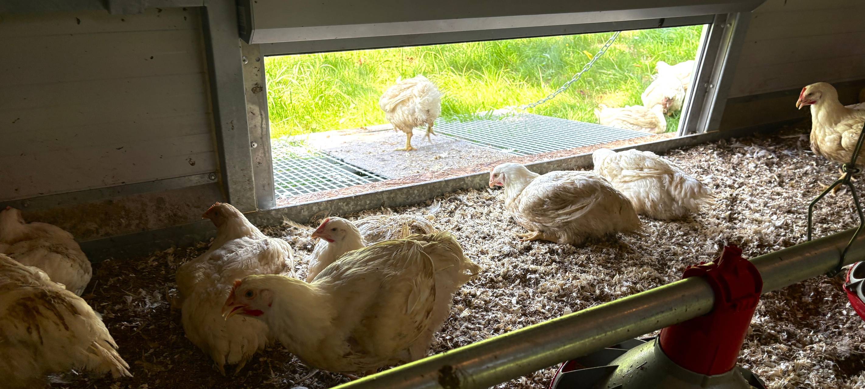 FH begleitet Soester Freilandhähnchen-Projekt