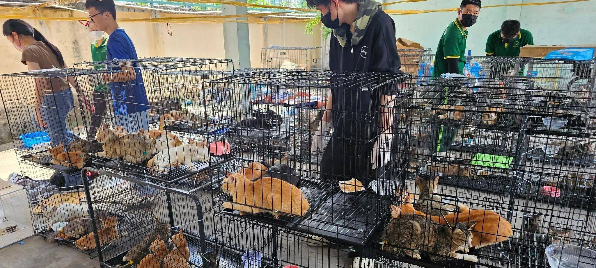 Katzenfleischhandel in Vietnam