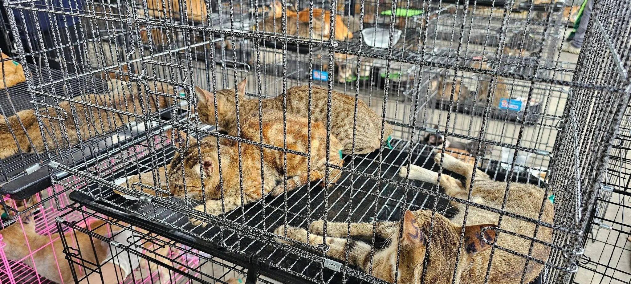 Katzenfleischhandel in Vietnam