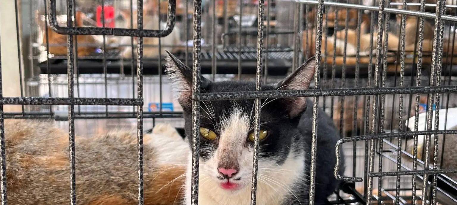 Katzenfleischhandel in Vietnam