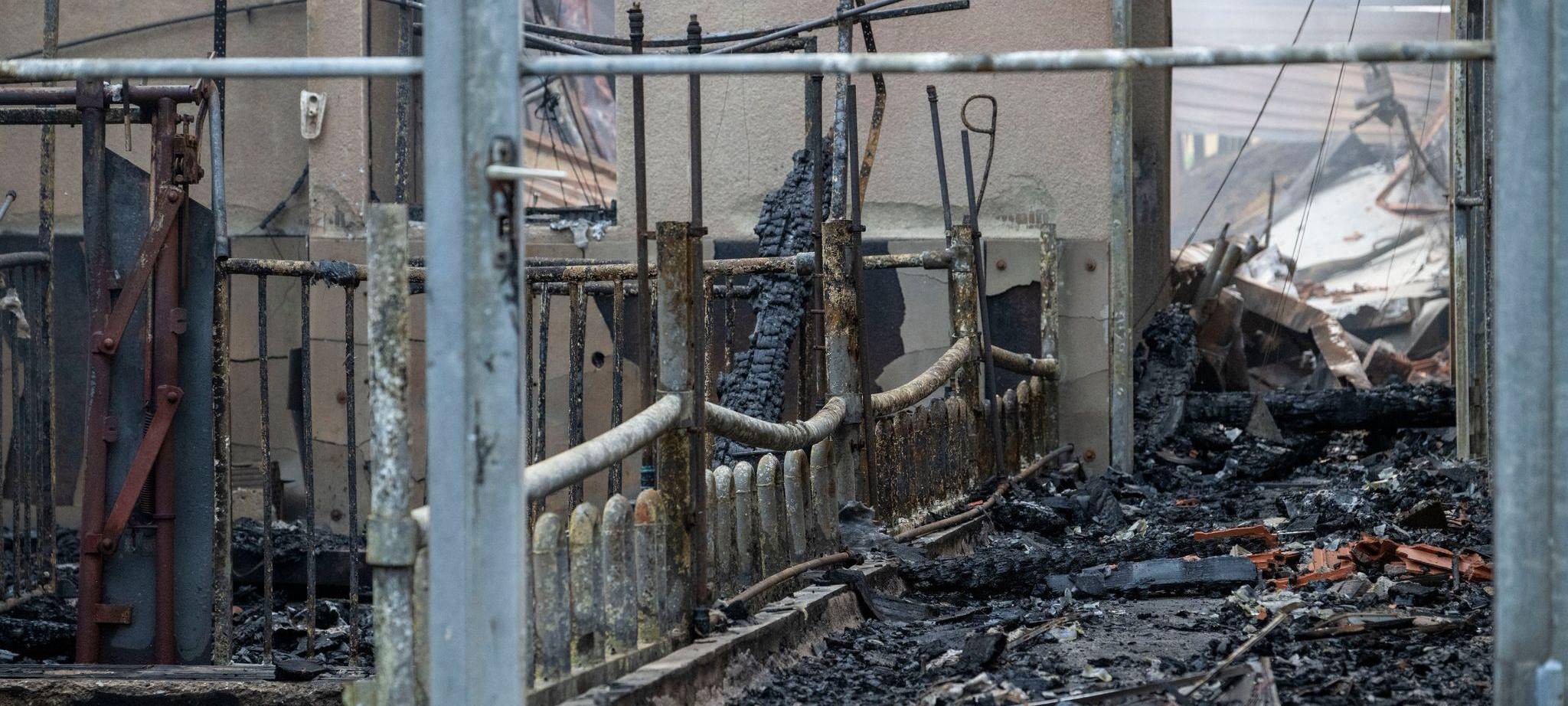 Nach Brand in Schweinezucht