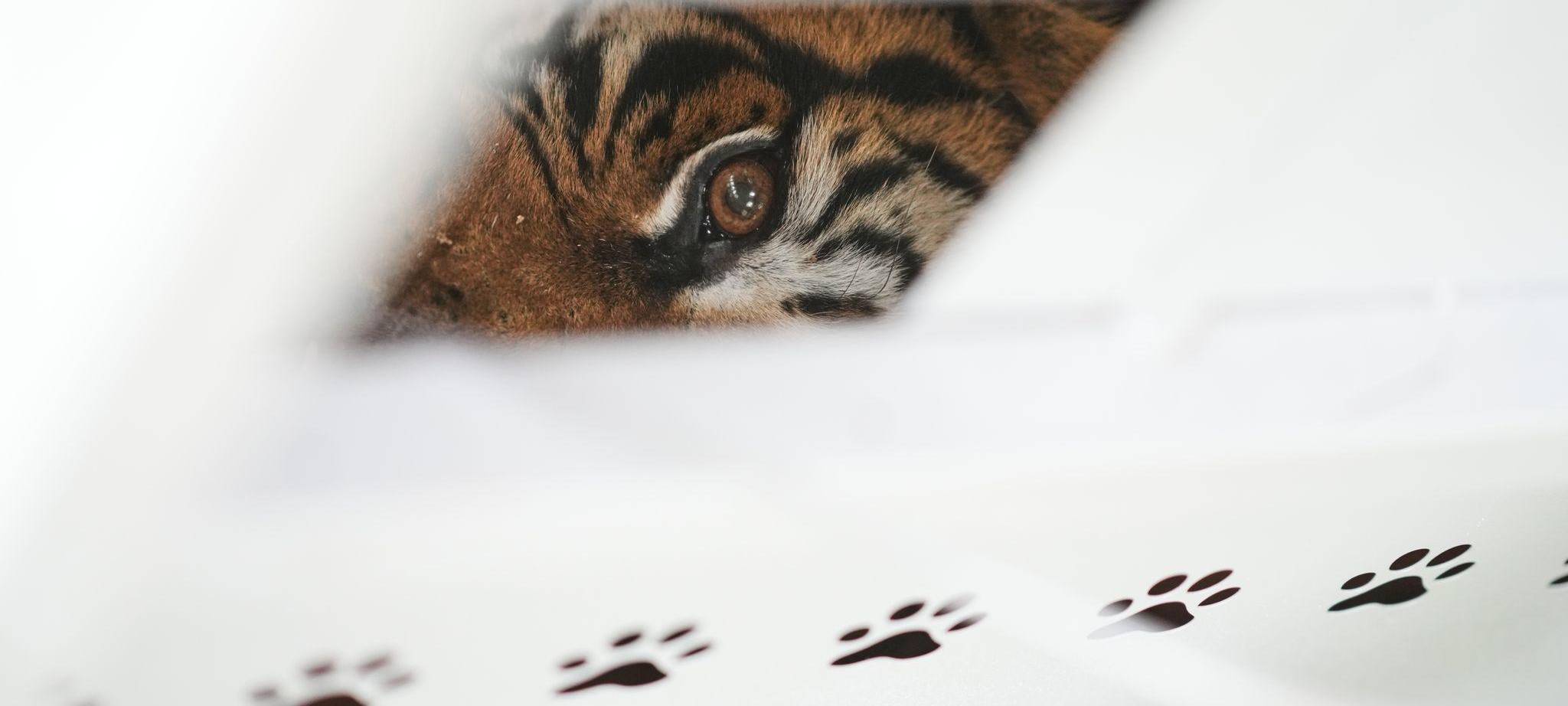 Großkatzen in Argentinien