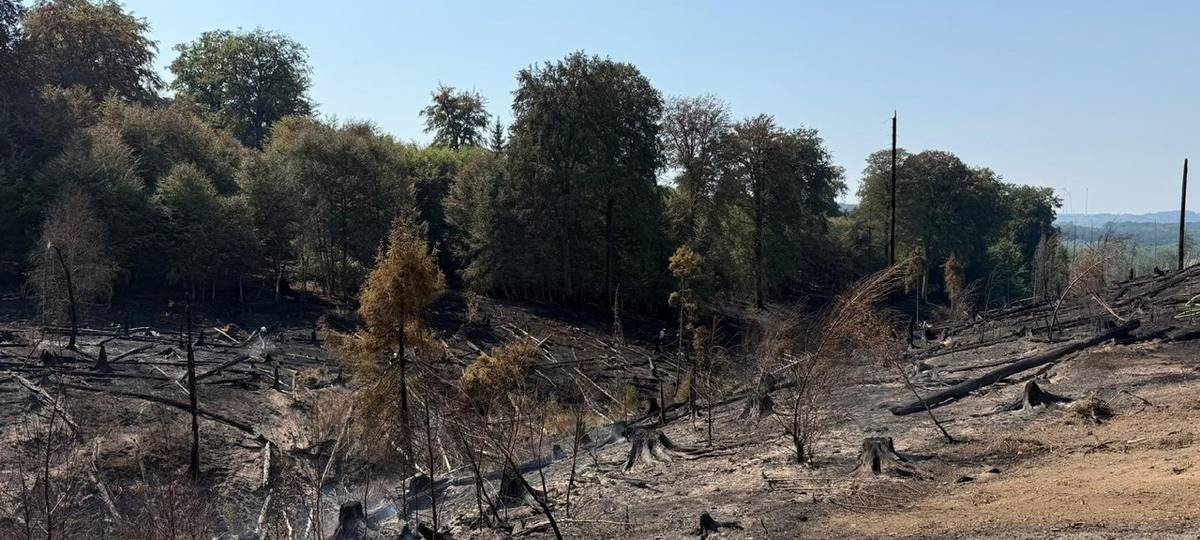 Live-Ticker: Großeinsatz wegen Waldbrand am Möhnesee