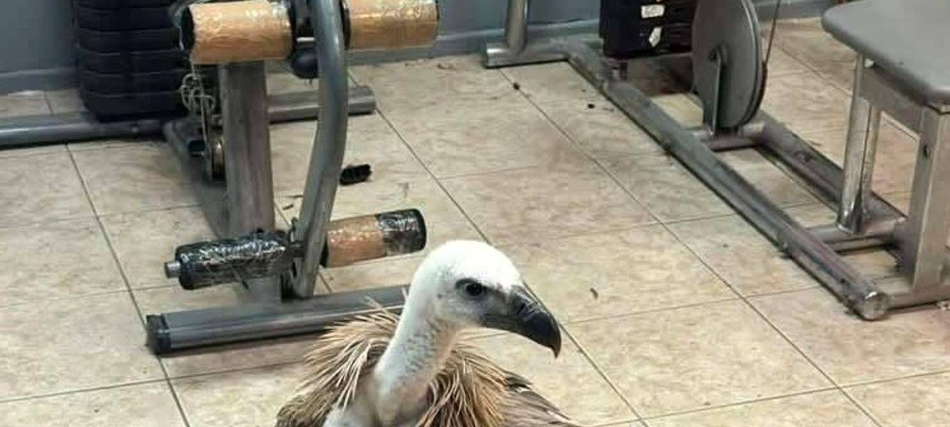 Gänsegeier verhindert Flugzeugstart