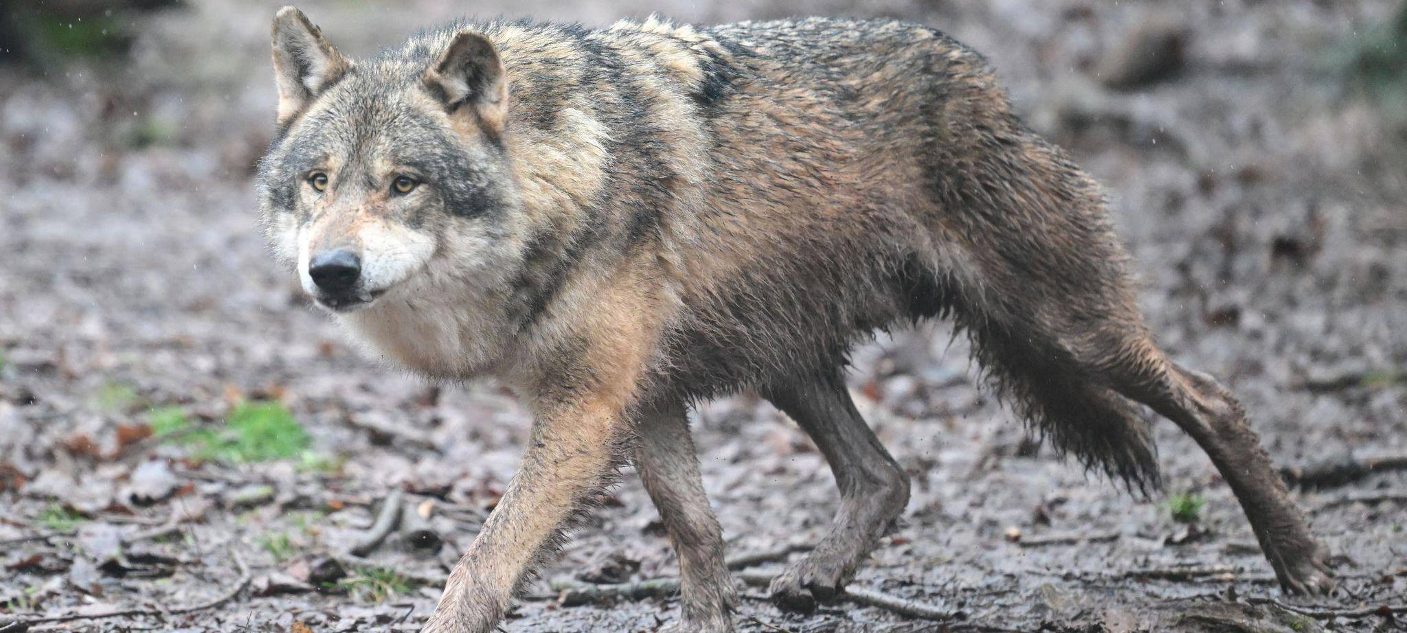 Wolf