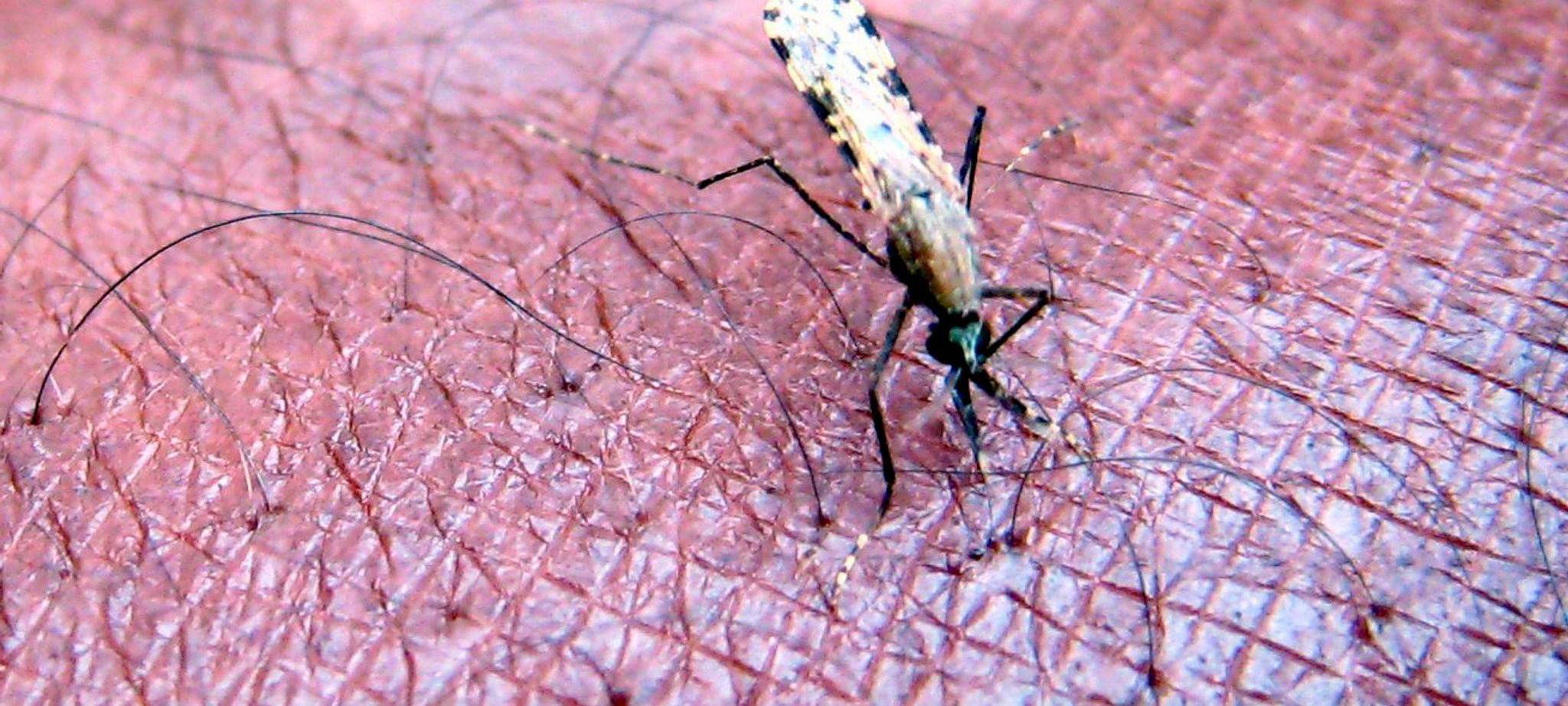 Malaria