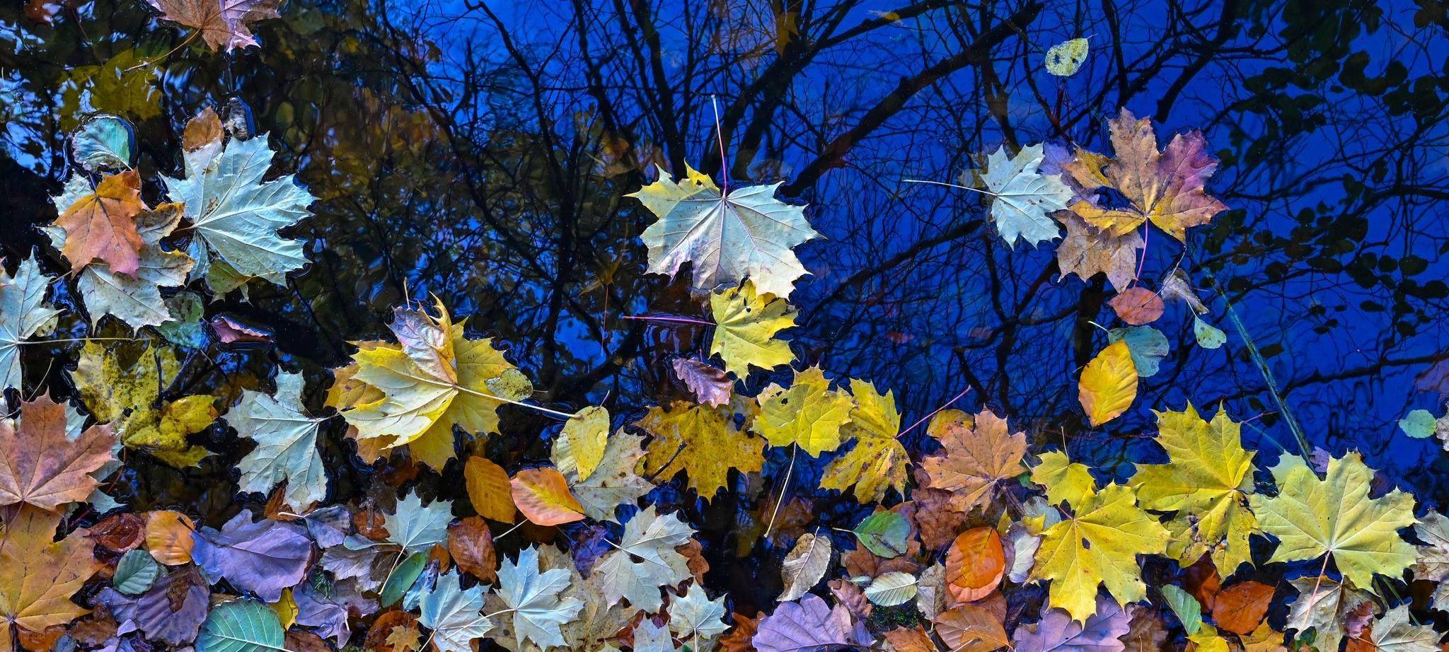Buntes Herbstlaub