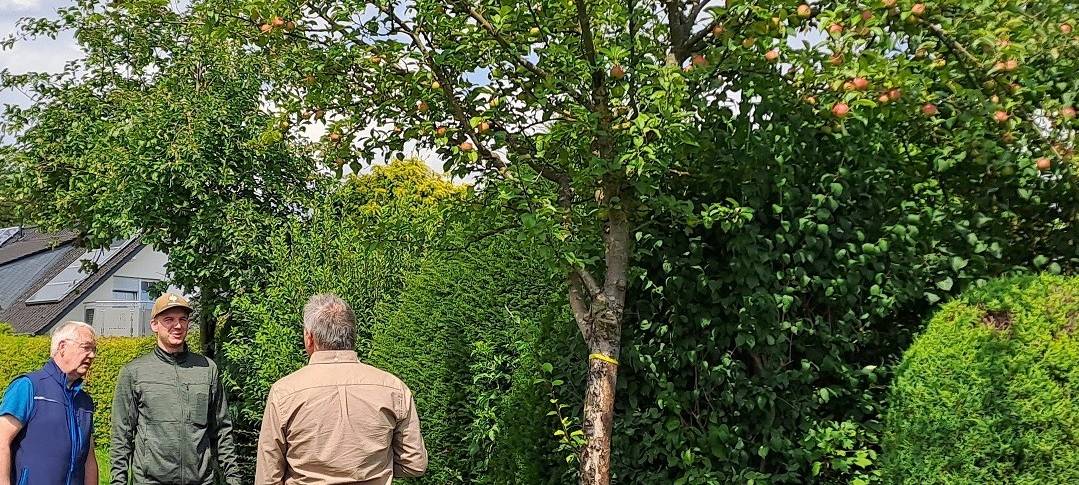 Warstein: Kostenlos Obst von städtischen Bäumen pflücken