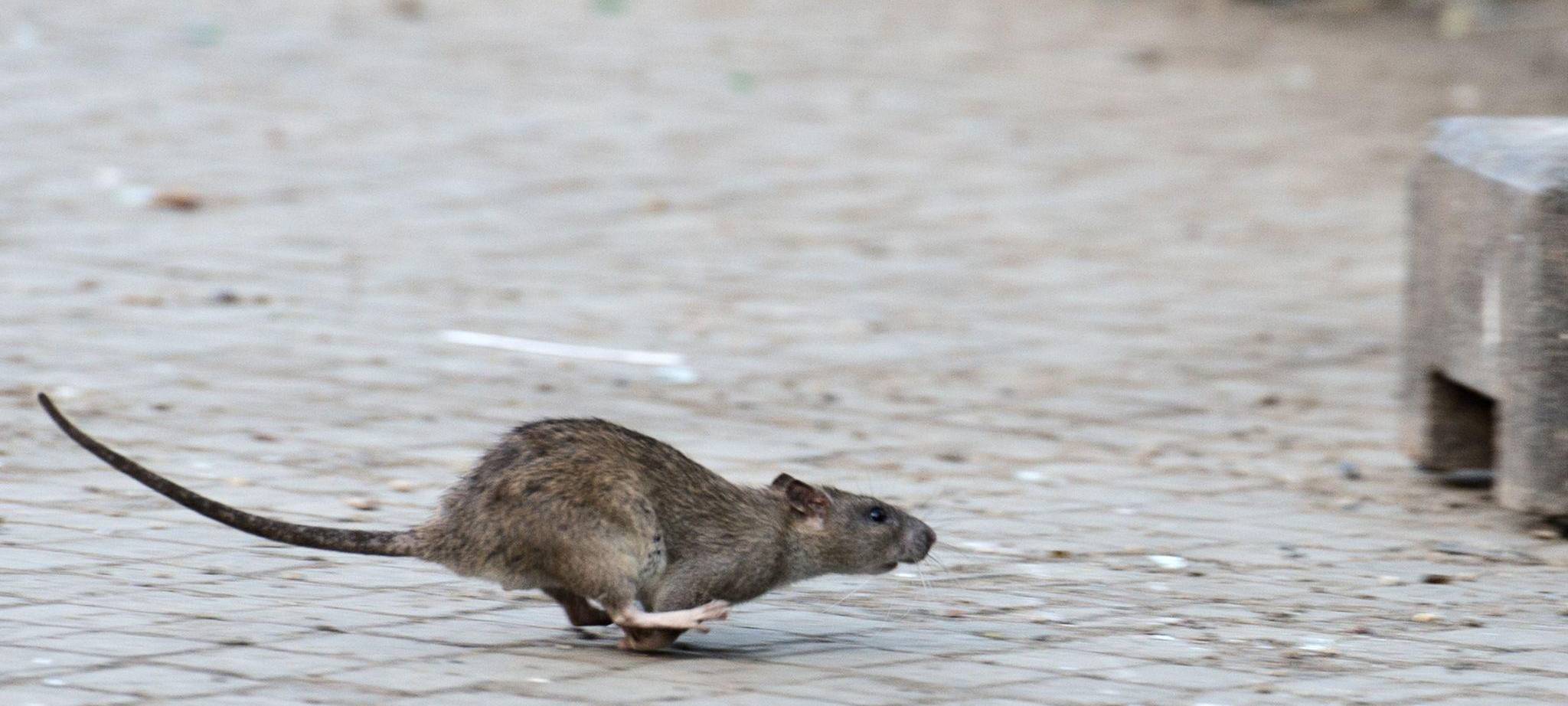 Ratte in New York.
