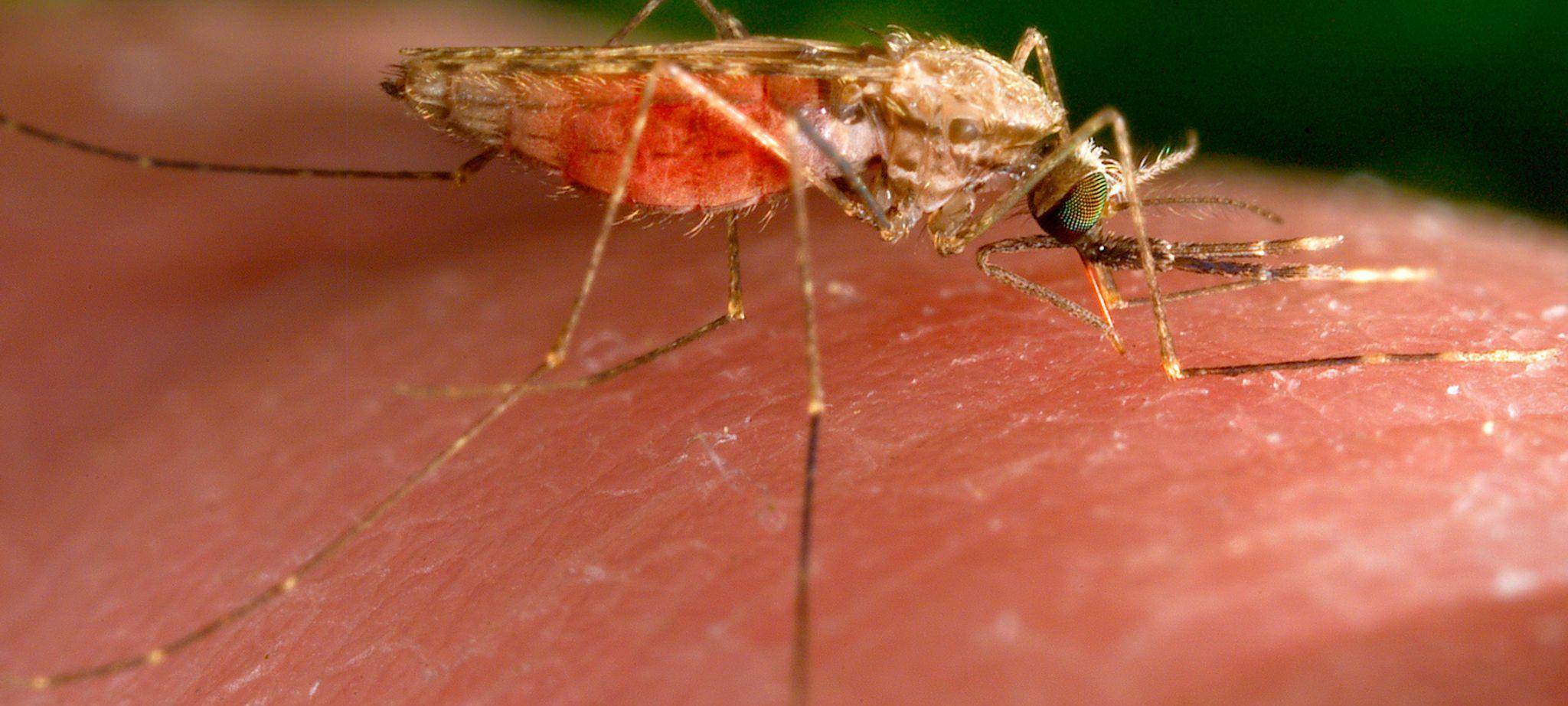 Malaria-Fälle in Frankfurt