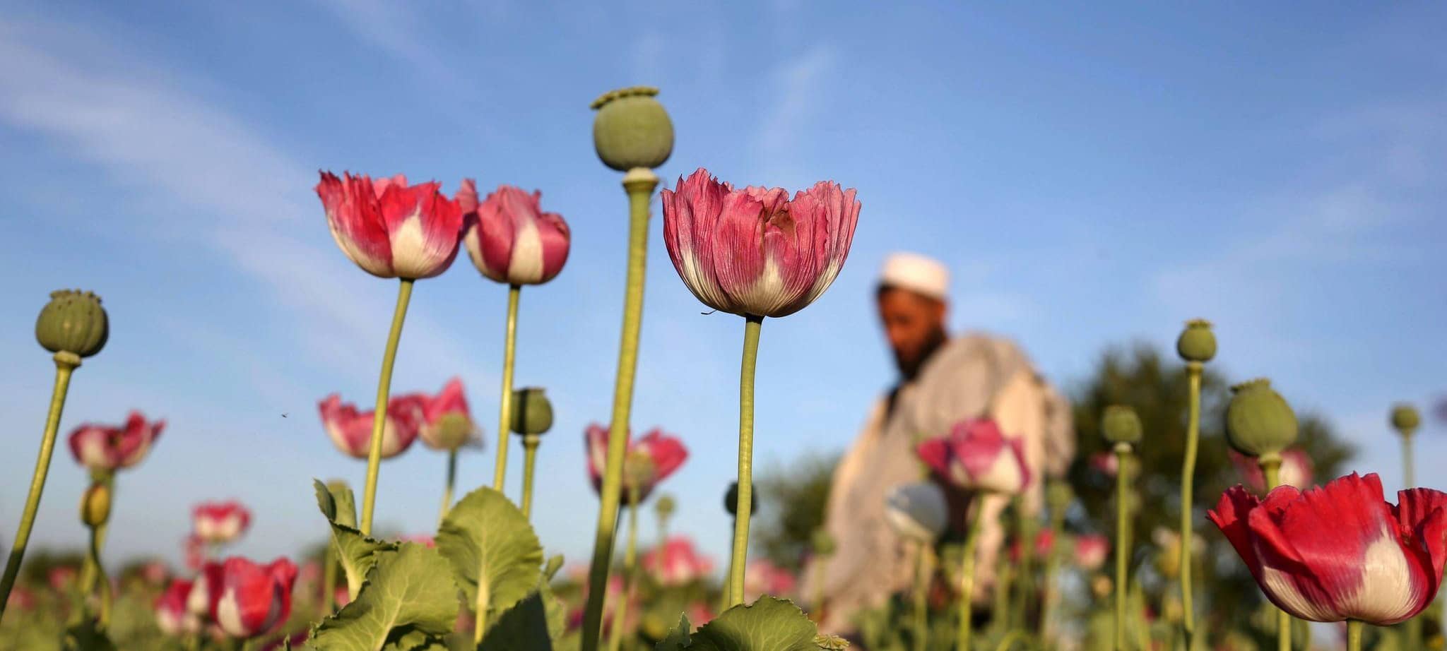 Opiumanbau in Afghanistan